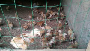 Read more about the article Chicken Farming in the Diocese of Nampula!